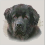 (image for) Newfoundland
